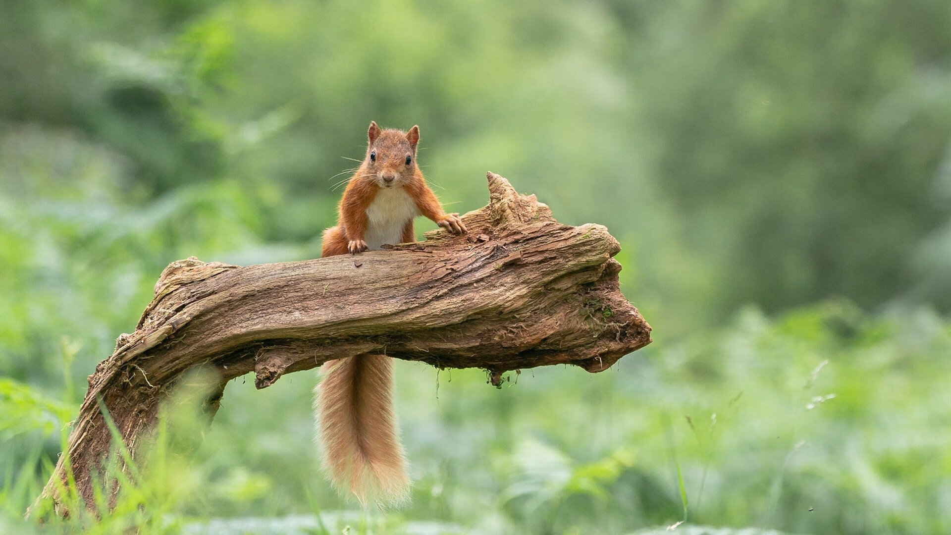 中国三人女篮通过国际赛事积累经验，中国女篮三人篮球比赛结果