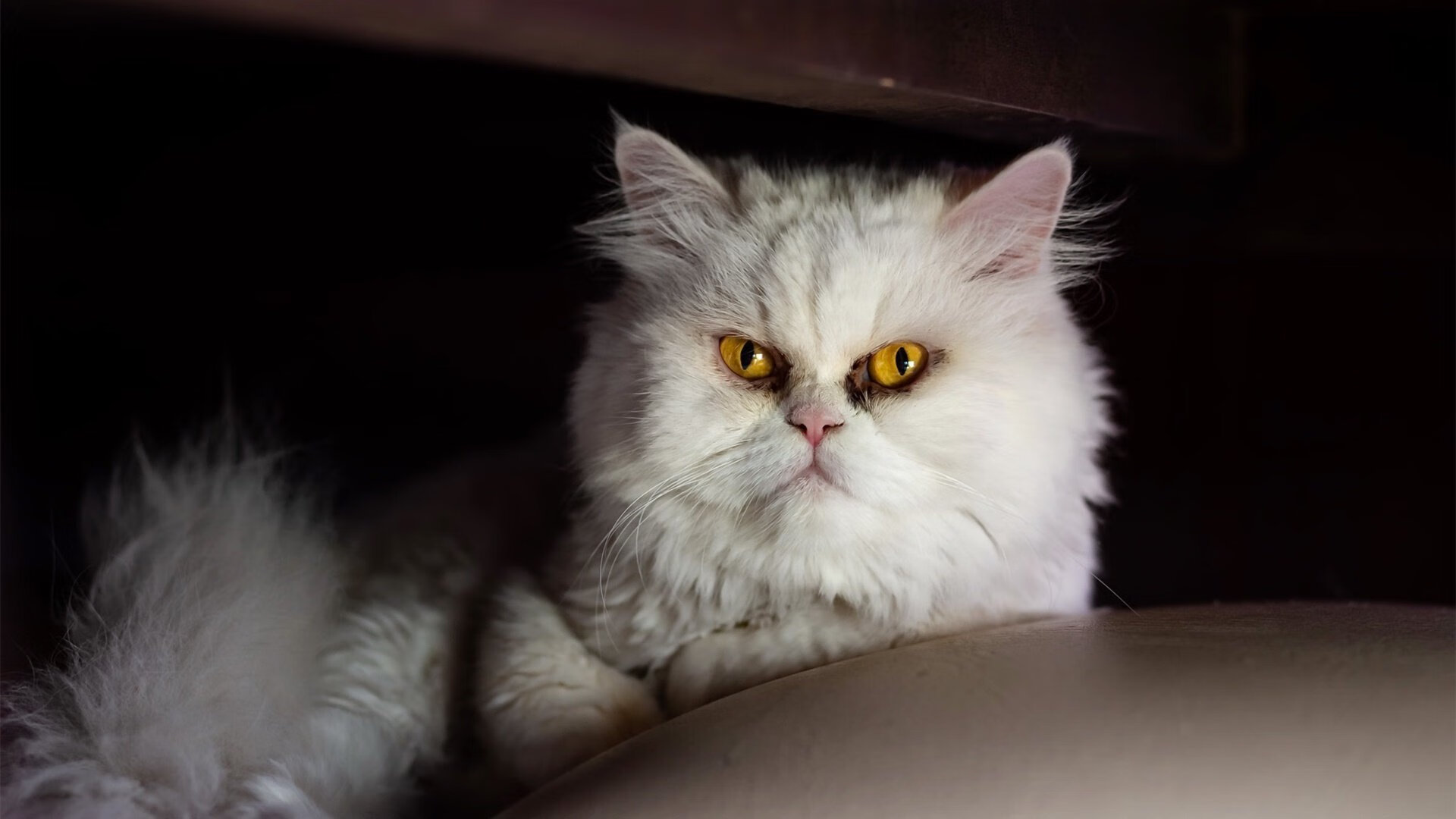 中国篮球发展路径应坚持自我融合创新，中国篮球发展规划