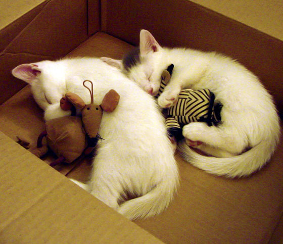 kaiyun体育综合-划频高低之争：美德节奏更激进？，划频和划距对游进速度有什么关系