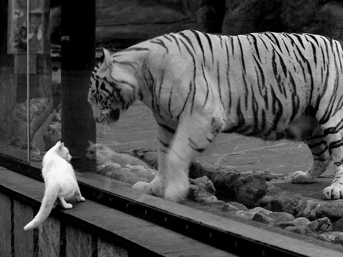 加拿大女子接力队表现日益成熟,加拿大女子接力队表现日益成熟的原因是