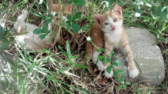 年轻一代球员心态成熟逐步承担关键责任，优秀年轻球员
