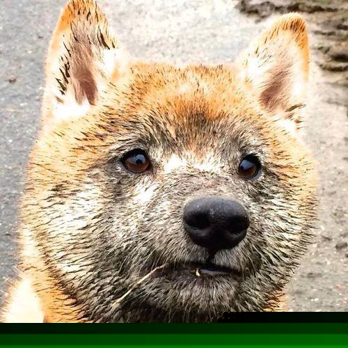 自由式滑雪赛事成绩稳步提升，自由式滑雪竞赛规则