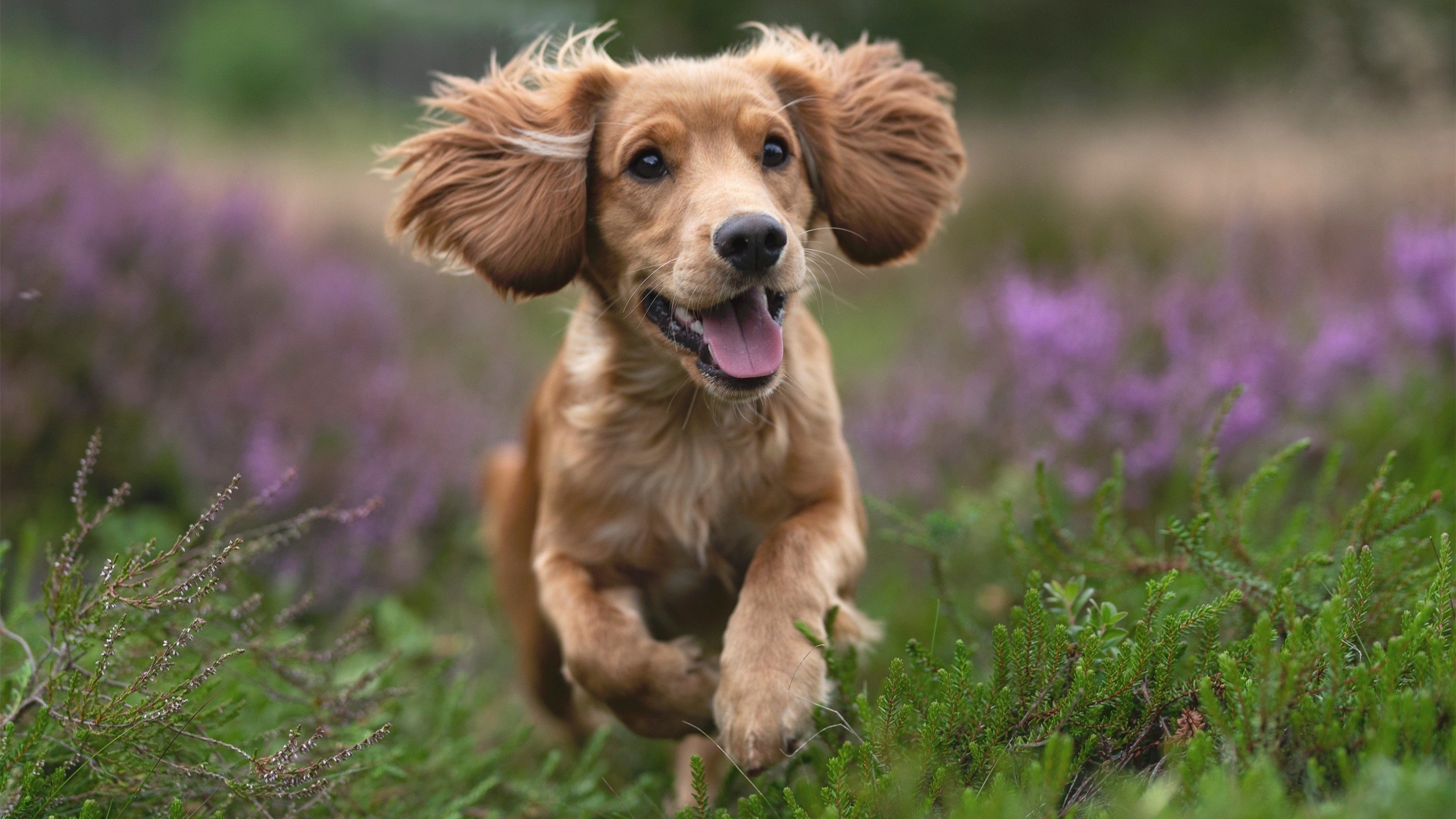 “安赫尔·巴尔博萨的传球视野与突破技术，成为阿根廷美洲狮队的进攻引擎”