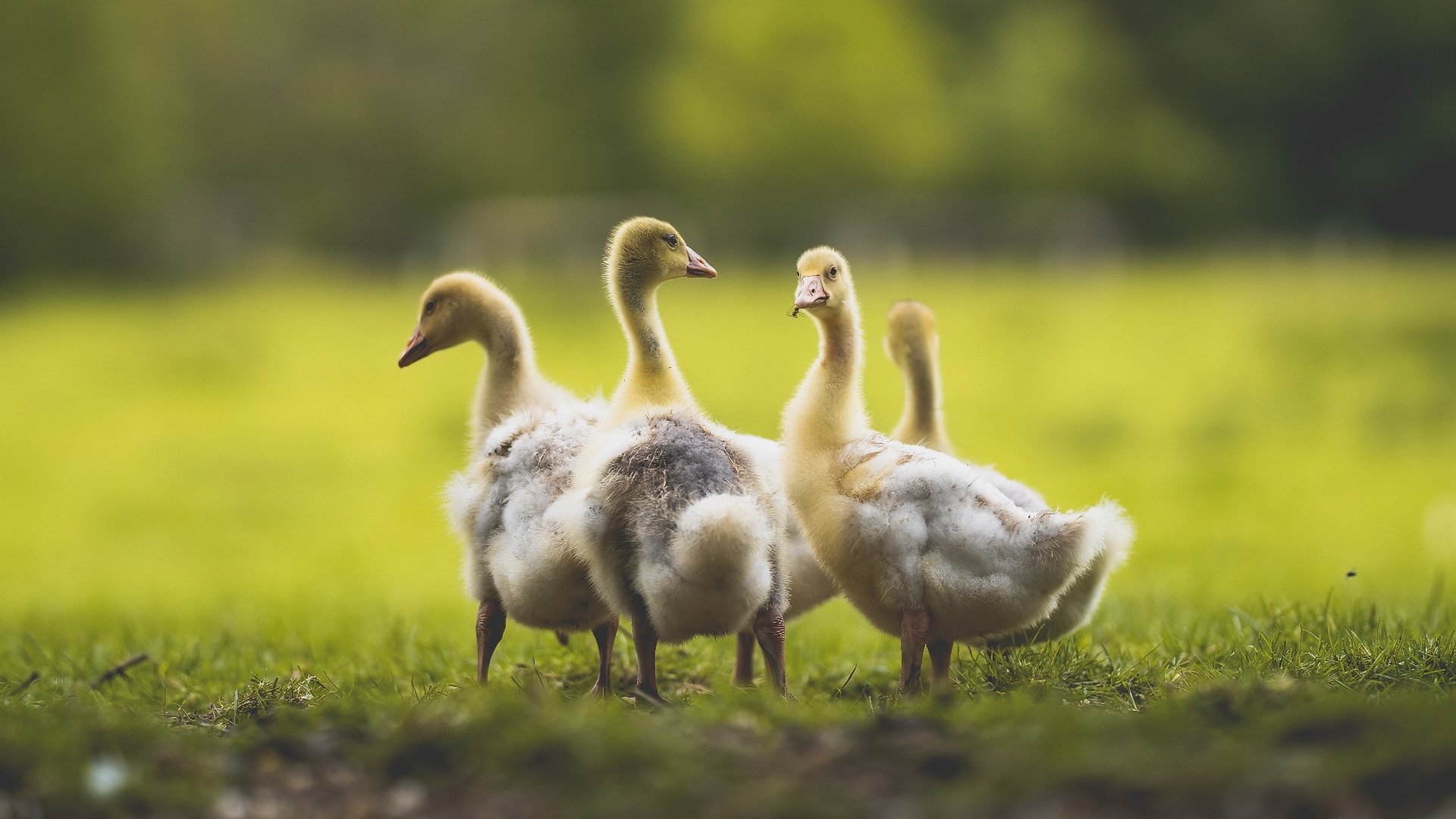 开云体育官方网站登陆-国家队后场战术演练加强快攻组织与第一传精准性训练，后场进攻的关键